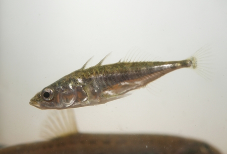 little  stickleback on white backgroundの写真素材