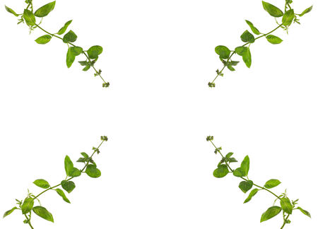 herb basil on white backgroundの写真素材