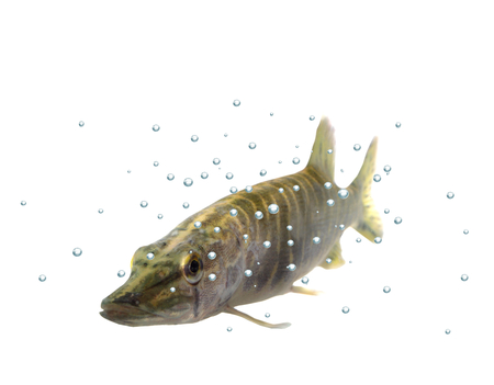 long pike  with bubbles on white backgroundの写真素材