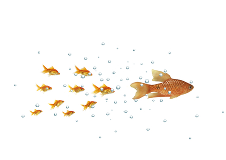 the shoal gold fish flowing for larger の写真素材
