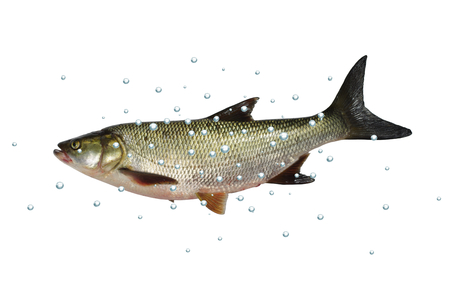 asp predatory freshwater fish with bubbles on white backgroundの写真素材