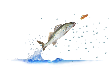 jumping out for fish zander with bubbles on white backgroundの写真素材