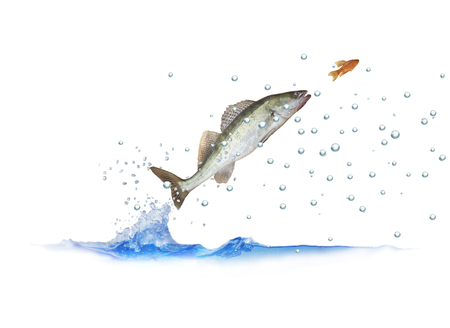 jumping out for fish zander with bubbles on white backgroundの素材 [FY31092684773]