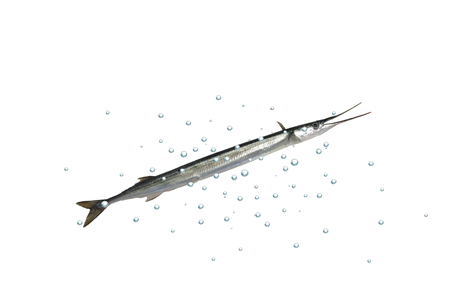long garfish with bubble on white backgroundの写真素材