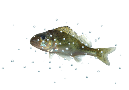 fish ruff with bubbles on white backgroundの写真素材