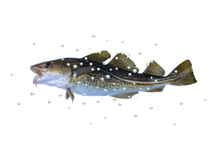  big cod fish with bubbles on a white backgroundの写真素材
