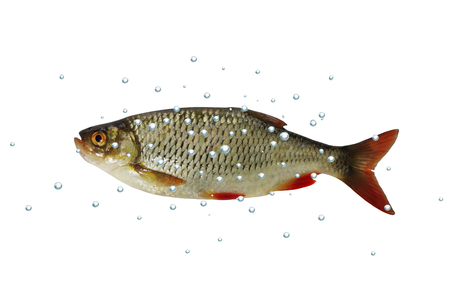 rudd fish with bubbles on white backgroundの写真素材