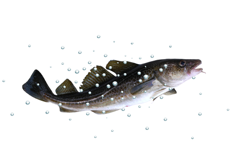  big cod fish with bubbles on a white backgroundの写真素材