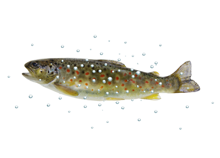 fresh stream trout with bubbles on white backgroundの写真素材