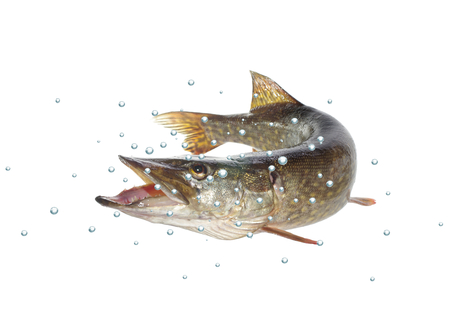 long pike  with bubbles on white backgroundの写真素材