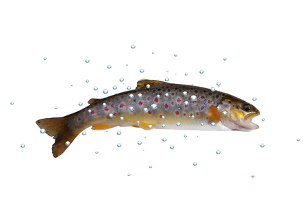 fresh stream trout with bubbles on white backgroundの写真素材