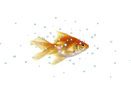 gold fish with bubbles on a white backgroundの写真素材