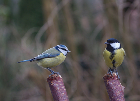 two bird tit on tree backgroundの写真素材