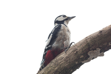 sitting on branch big woodpecker on white backgroundの写真素材