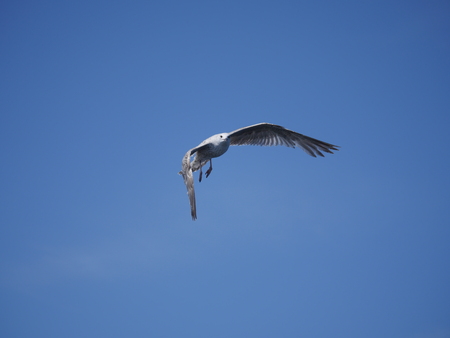 flying sea gull on background of skyの写真素材