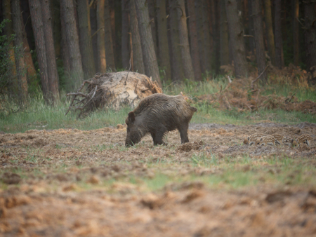 boar with weaners on forest backgroundの写真素材
