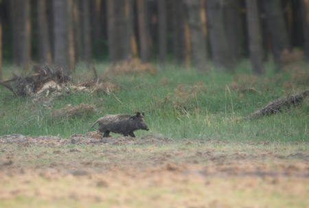 boar with weaners on forest backgroundの写真素材