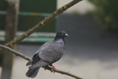 bird wild pigeon in summer sceneryの写真素材