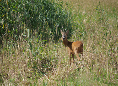 wild roe deer  on forest backgroundの写真素材