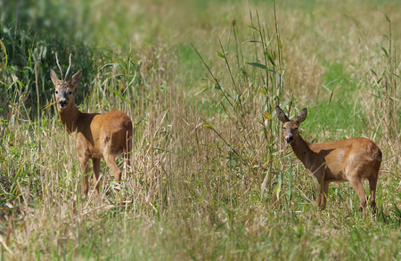 two wild roe deer  on forest backgroundの写真素材