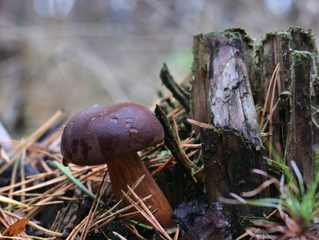 appetizing boletus on moss and grassの写真素材