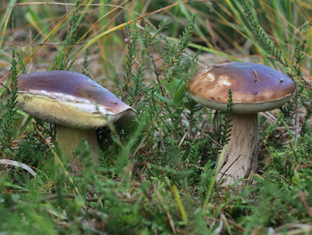 appetizing boletus on moss and grassの写真素材