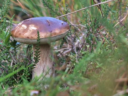 appetizing boletus on moss and grassの写真素材