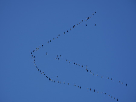 flying away the birds' key on background of skyの写真素材