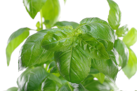 herb green basil in flowerpot on white backgroundの写真素材
