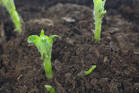growing potato shoots from the groundの写真素材