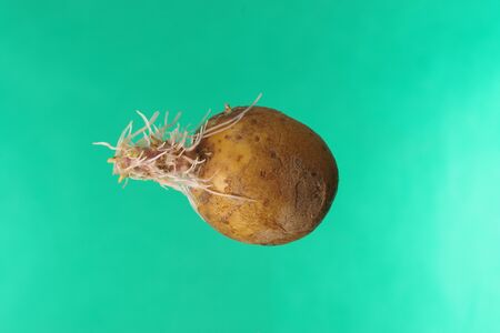 germinating potato on a green background