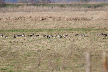 wild geese in the meadow spring timeの写真素材