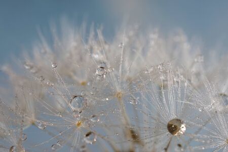 dandelion seed with water droplets macroの写真素材