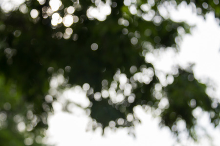Light shining on tree leaves