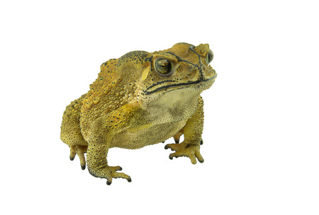 Toad isolated on white background