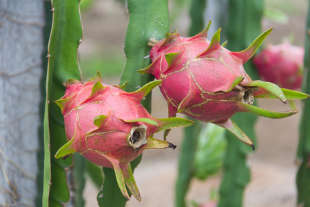 Dragon fruit,Pitaya on treeの写真素材