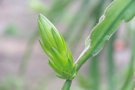 Dragon fruit,Pitaya on treeの写真素材