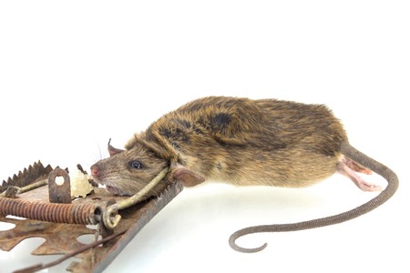 The mouse in a mousetrap it is isolated on a white backgroundの写真素材