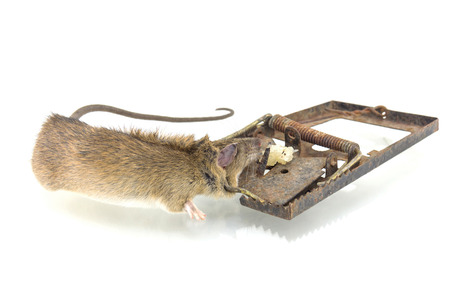 The mouse in a mousetrap it is isolated on a white backgroundの写真素材