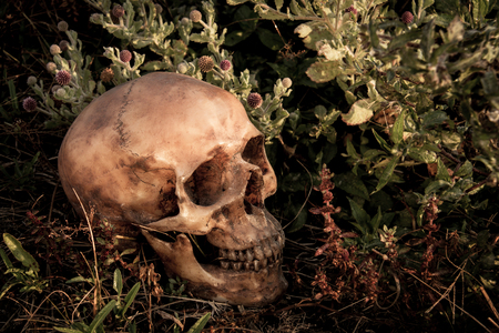 Still Life with a Skull in forestの写真素材