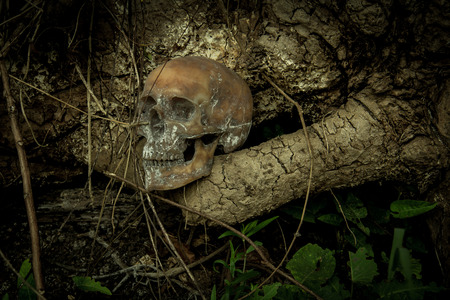 Still Life with a Skull in forestの写真素材