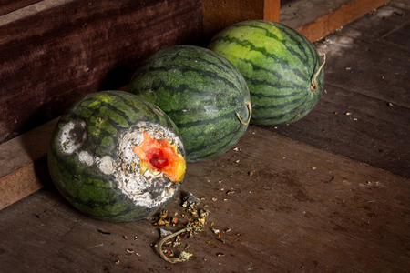 Rotten watermelon on woodの写真素材