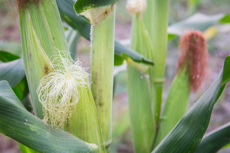 Sweet corn in the gardenの写真素材