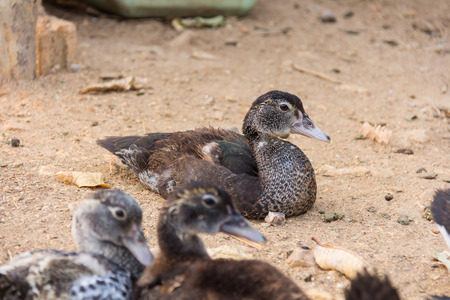 Lots of duck in local farm thailandの写真素材