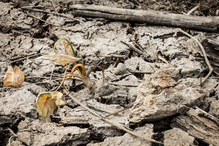 Dry soil with dramatic cracks caused by the lack of waterの写真素材