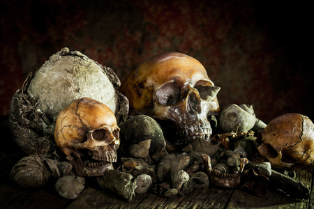 Still life with human skull on dried woodの写真素材