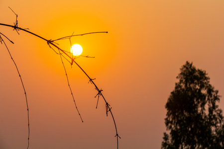 sunset with dead tree, silhouette shotの写真素材