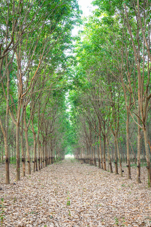 rubber treeの写真素材