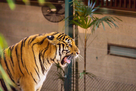 tiger yawning