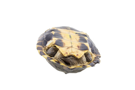Turtle isolated on a white background